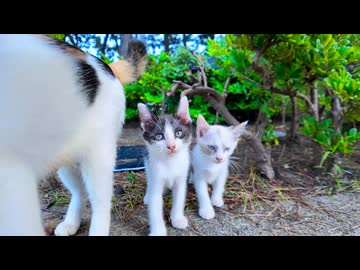 【尊い】三毛猫ママの背後から次々と子猫が登場する件ｗｗｗ