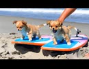 外で遊ぶ元気なワンちゃん特集♪