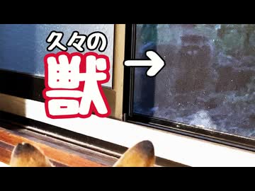 タヌキ？ アライグマ？【獣】【野良猫】