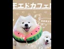 ふふサモエドカフェ