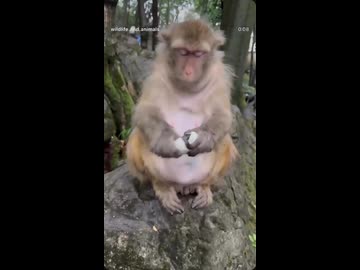 ホモと見るピータンの匂いでえずく猿