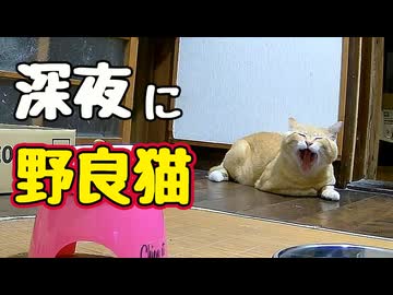 ごはん食べたいようですが…【野良猫】