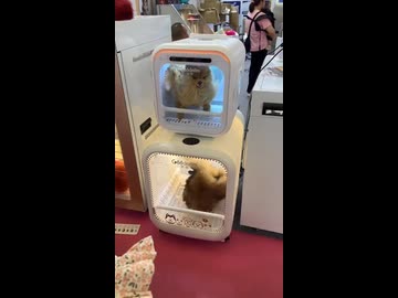 ホモと見るペット用自動乾燥機