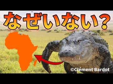 アフリカにアリゲーターがいない理由【解説動画】