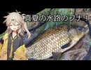 用水路でマブナ釣り