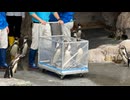 【長崎ペンギン水族館】かわいい、お届け！【フンボルトペンギン】