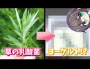 天然乳酸菌でヨーグルトを手作りしたい！