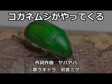 【初音ミク】コガネムシがやってくる