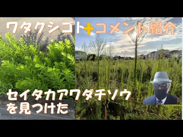 セイタカアワダチソウが生えていた←私事【アラ還・読書中毒】コメ：JICA解体！□ 日本版DOGE現れないかな！打ってなかったら何百万人の犠牲者が出ていたってやつですね！メガソーラー反対の人は当選して！