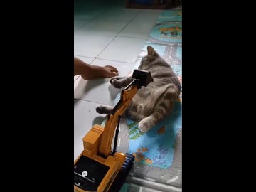 ホモと見るタマをショベルカーで耕されるネコ