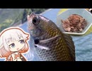 堤防の定番魚スズメダイを「せごし」にする【いきぬき魚釣り】