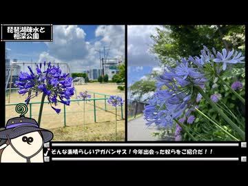 【お写んぽ！】アガパンサス！