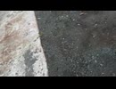 【3時】地元漁師を舐めてマナー違反し激怒される