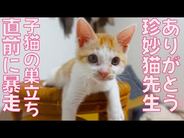 巣立ち間際子猫、珍妙な暴走母性を浴びる