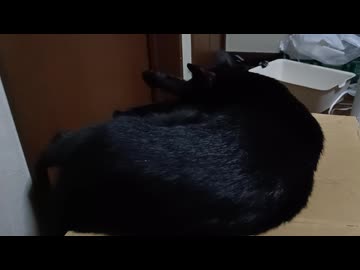 しっぽしかうごかないこま