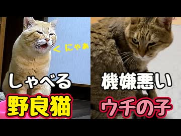 良く しゃべる【野良猫】 気に食わない ウチの子