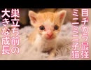 180gのミニミニ子猫、巣立ちまで逞しく成長する
