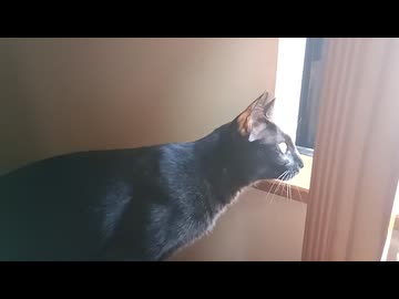 外の鳥がきになるこま