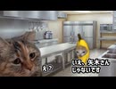 【猫ミーム】家を追い出された話 二回目 中編2