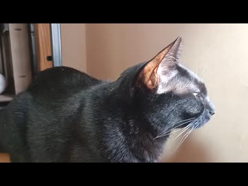まだ外の鳥がきになるこま