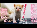 ミニミニ子猫、数々の試練を乗り越えて巣立つ