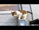 軒下ならぬ軒上猫