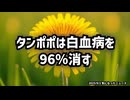 【タンポポは白血病を96％消す】◆タンポポの驚くべき効果：がん細胞のアポトーシス誘導と健康への可能性
