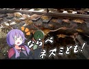 チェルノブイリ在住のゆかり：part38