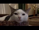ミッドナイトおくた