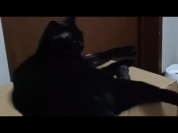 いつもの場所こま