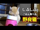 ちゅ〜る食べたかったのは わかってましたが…【野良猫】
