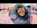 不屈のベテラン子猫、生後4週4,444日を達成する