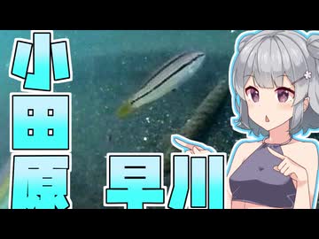 【小田原早川】小春六花と海中冒険記