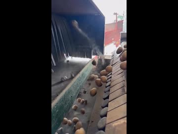 ホモと見る岩とジャガイモを選別する機械