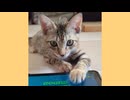 猫用アプリに夢中な子猫【ぽと】