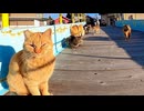 【猫島・朝の儀式】ごはん配ってたら猫に四方八方から囲まれてワロタｗｗｗ□□️