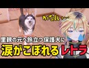【ヴイアラ】里親の元へ旅立つ保護犬に涙がこぼれるレトラ【切り抜き】