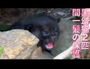 黒い保護幼猫、見送った3つの命の記憶