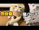 なんでやねん…【野良猫】