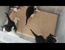 子猫　2025/09/06