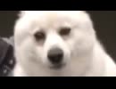 デカい犬　デカイーヌ