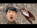 緊急　道に落ちてるセミ食べてみた　偽善