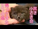 黒き小さな命たち、強き体で帰還する