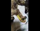 犬や猫の余計な延命処置・延命措置はするな！重度の腎臓病で食べられなくなり衰弱した野良猫が逝きました。