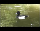 【野鳥観察】4月上旬でも見れた冬鳥「キンクロハジロ」