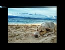 【睡眠用BGM】　-　Chill　/　Sleep BGM - Chill