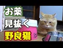 すごい顔するし…【野良猫】