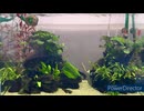 日淡水槽で水草水槽をやるというコンセプトで立ち上げた水槽