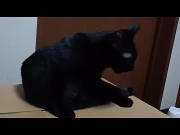 毛づくろいしてからごはん食べるこま