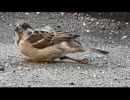9月の生き物と池の確認